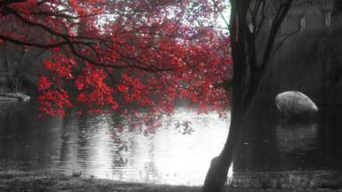 Red cherry flowers