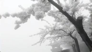 White tree