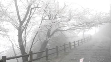 white sakura