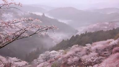 japan pink sakura